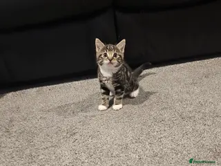 Mixed Breed cats **MALE** tabby kitten - Advert 1