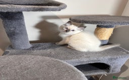 Ragdoll cats for sale: All Rehomed Thankyou  - Image 12