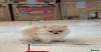 Pomeranian dogs - Advert 6