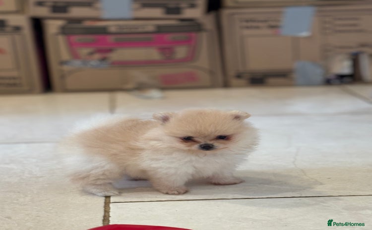 Pomeranian dogs - Advert 2