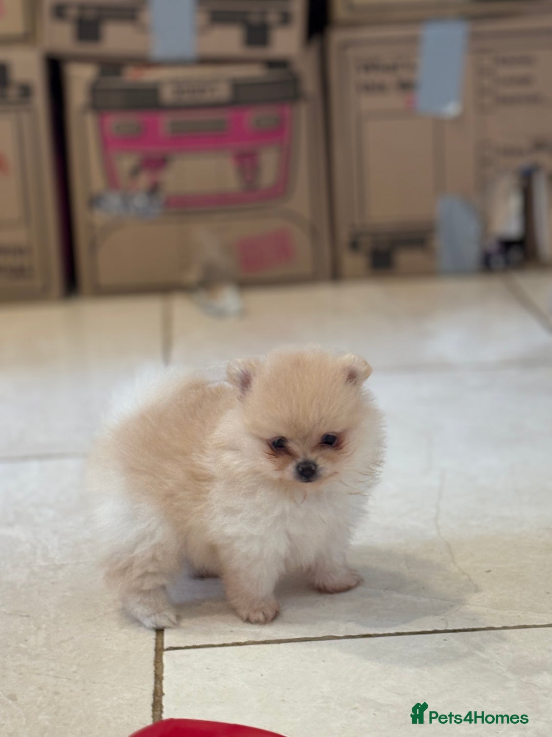 Pomeranian dogs for sale: Pomeranian puppies - Image 2