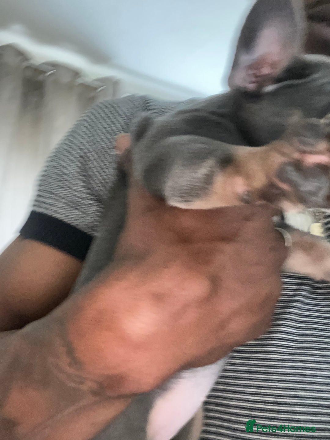 French Bulldog dogs for sale: Milo, Lovable boy Frenchie, amazing price 💫 - Image 23