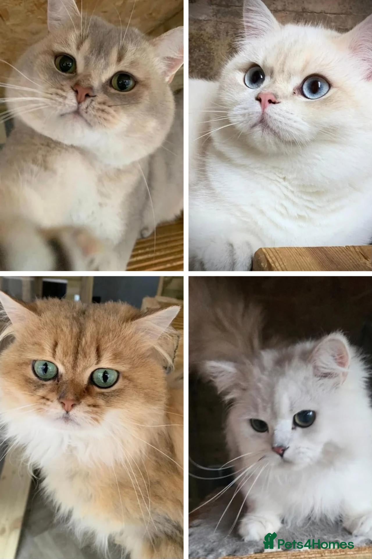British Shorthair cats Gccf british reg golden series all colours - Advert 1