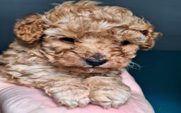 Toy Poodle dogs for sale: Tiny toy poodle female apricot - Image 6