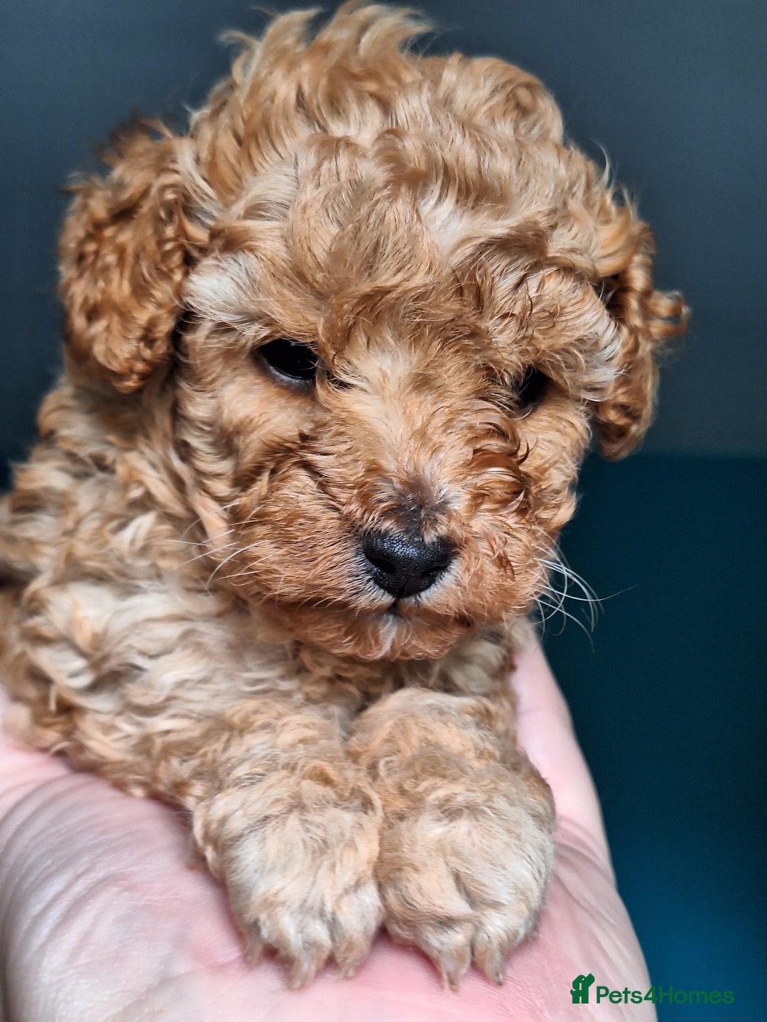 Toy Poodle dogs for sale: Tiny toy poodle female apricot - Image 6