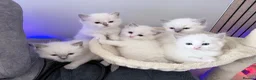 Ragdoll cats for sale: Ragdoll kittens 2 girls 1 boy - Advert 1