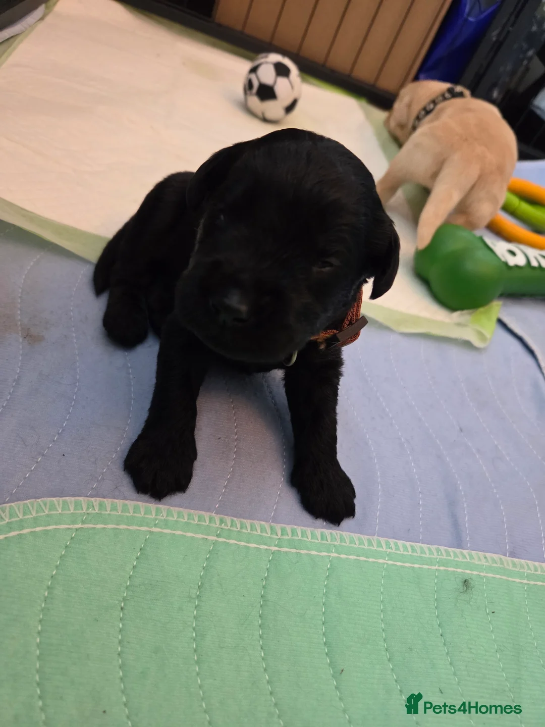 Labradoodle dogs for sale: Labrodoodle Puppies - Advert 23