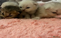 Persian cats for sale: Persian chinchilla kittens  - Image 8