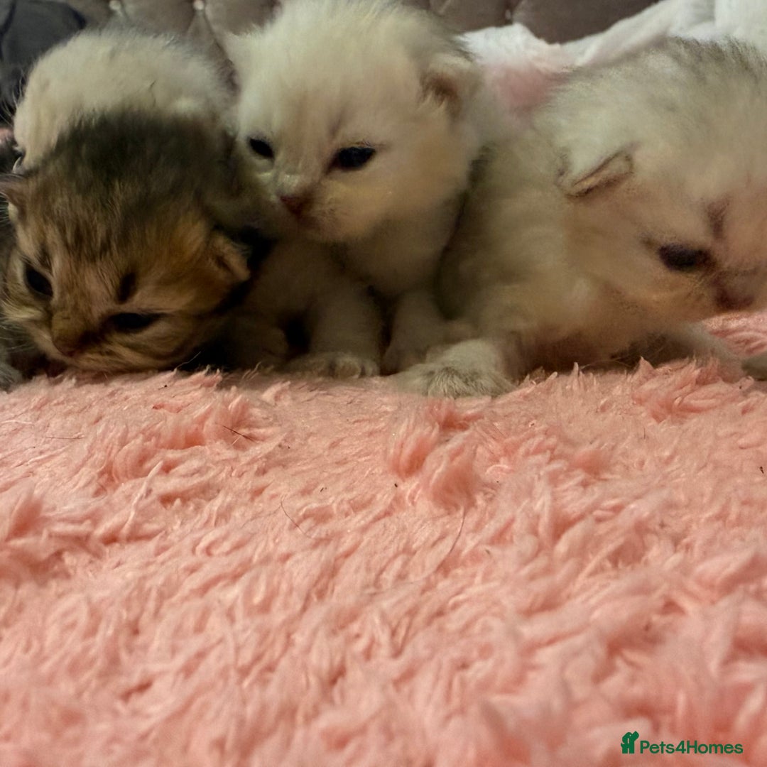 Persian cats for sale: Persian chinchilla kittens  - Image 8