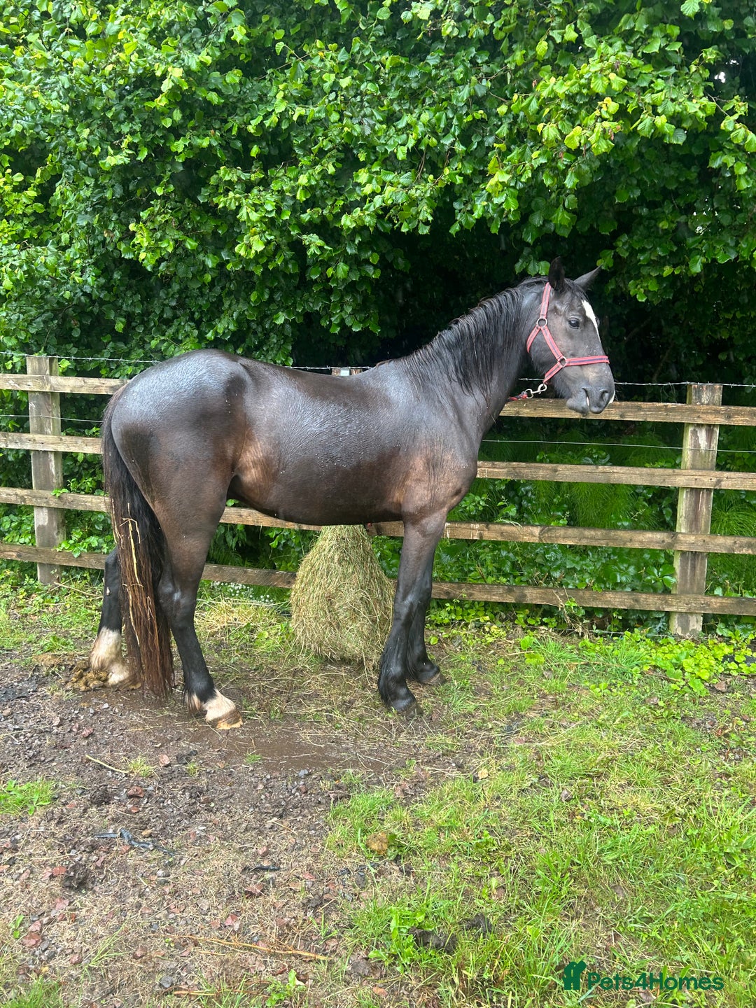 Welsh Section D horses for sale:  Registered Welsh Section D Cob in Newport - Image 3