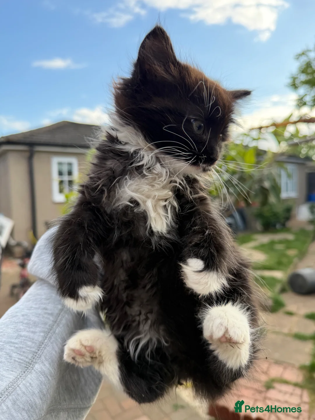 Mixed Breed cats for sale: Mixed litter  in Enfield - Advert 6