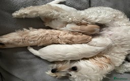Maltipoo dogs for sale: Tiny F1B Korean maltipoos  - Image 8