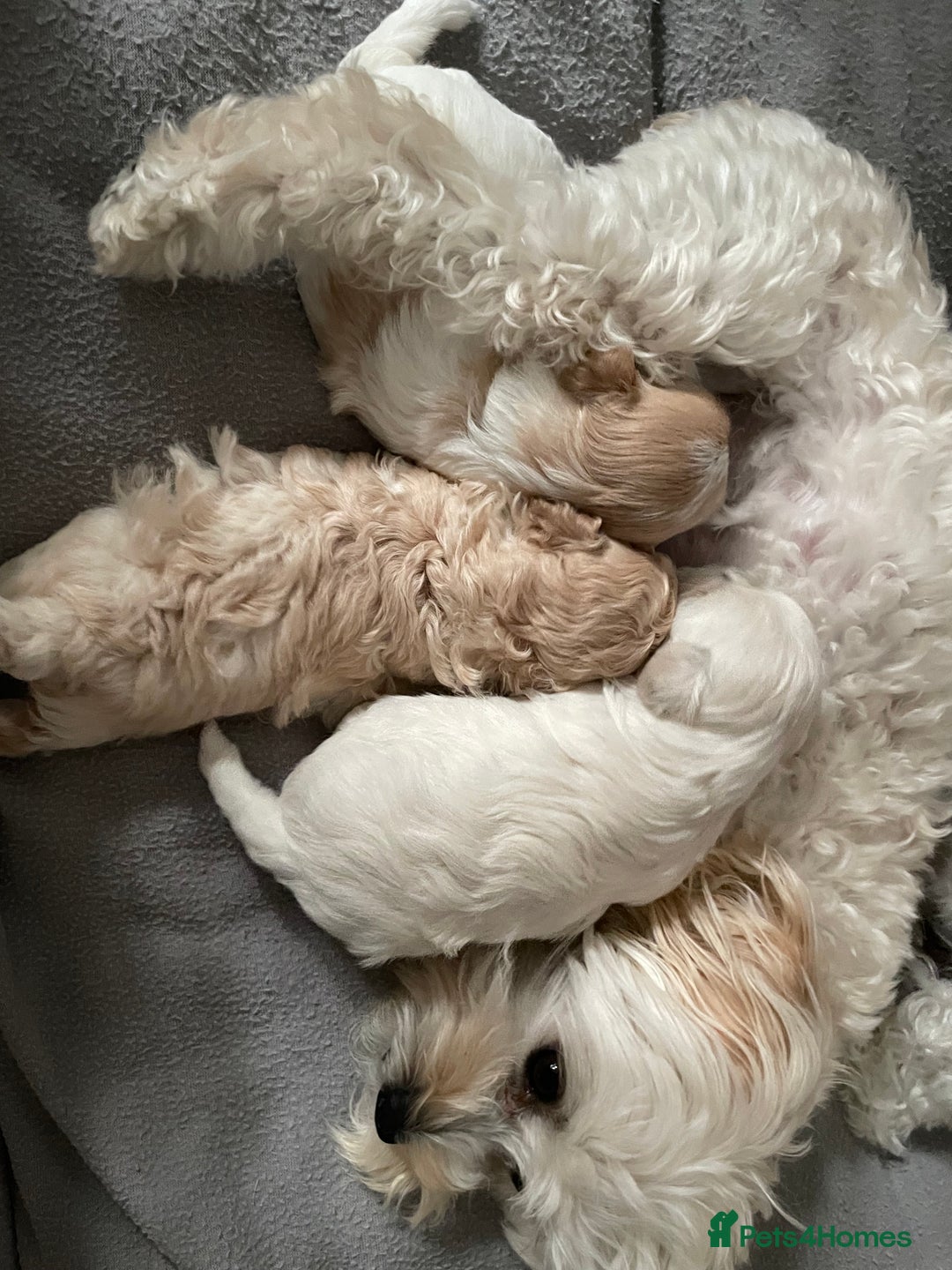 Maltipoo dogs for sale: Tiny F1B Korean maltipoos  - Image 8