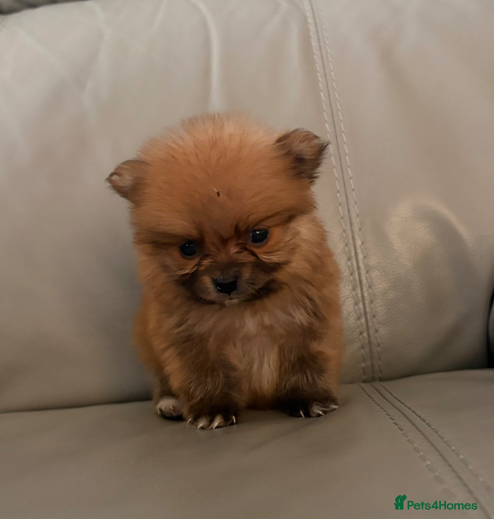 Pomeranian dogs Pomeranian puppies - Advert 12