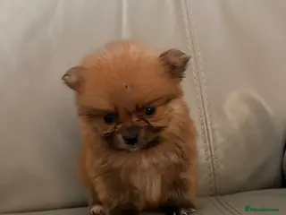 Pomeranian dogs Pomeranian puppies - Advert 12