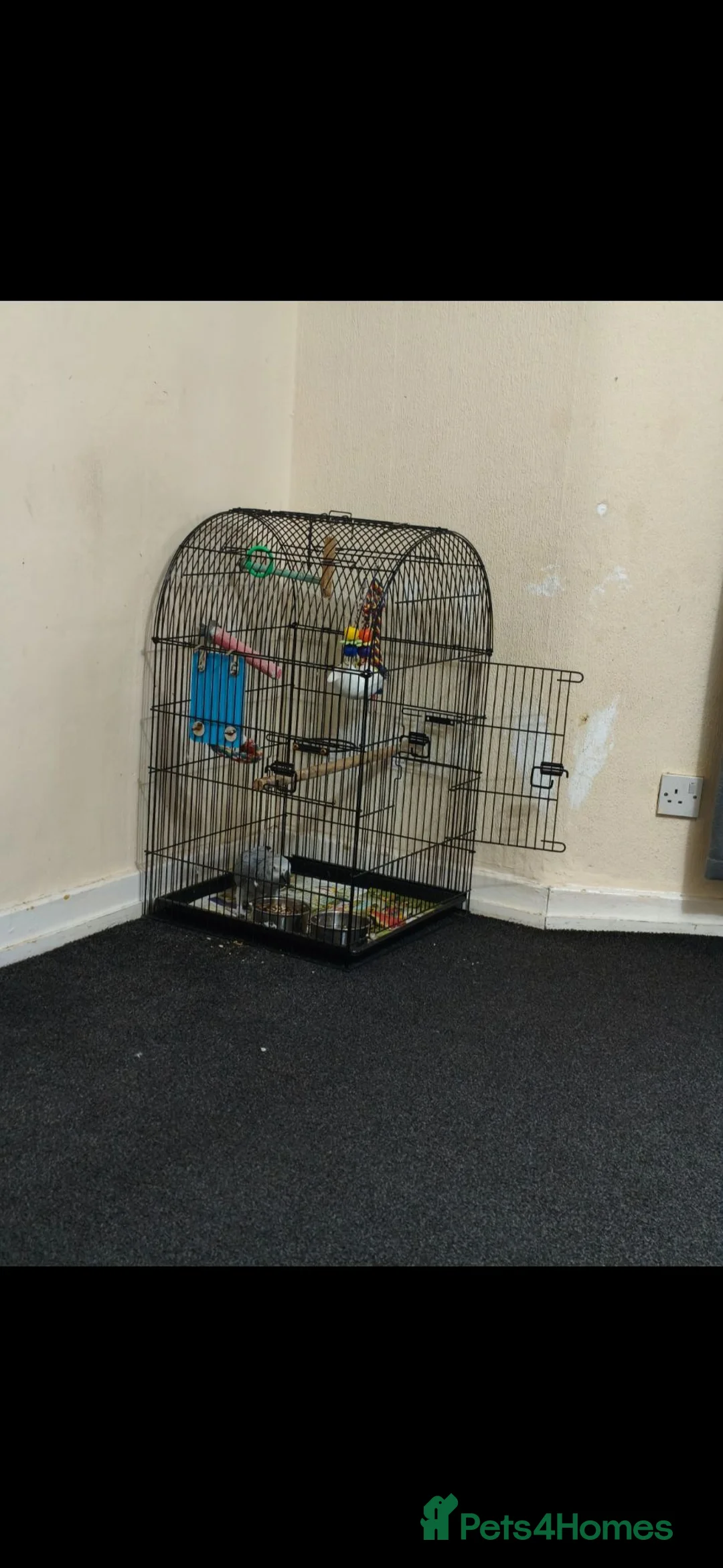 Parrots birds for sale: African grey  - Advert 2