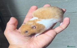 Hamster rodents for sale: STUNNING, TAME, PEDIGREE BABY SYRIAN HAMSTER - Image 13