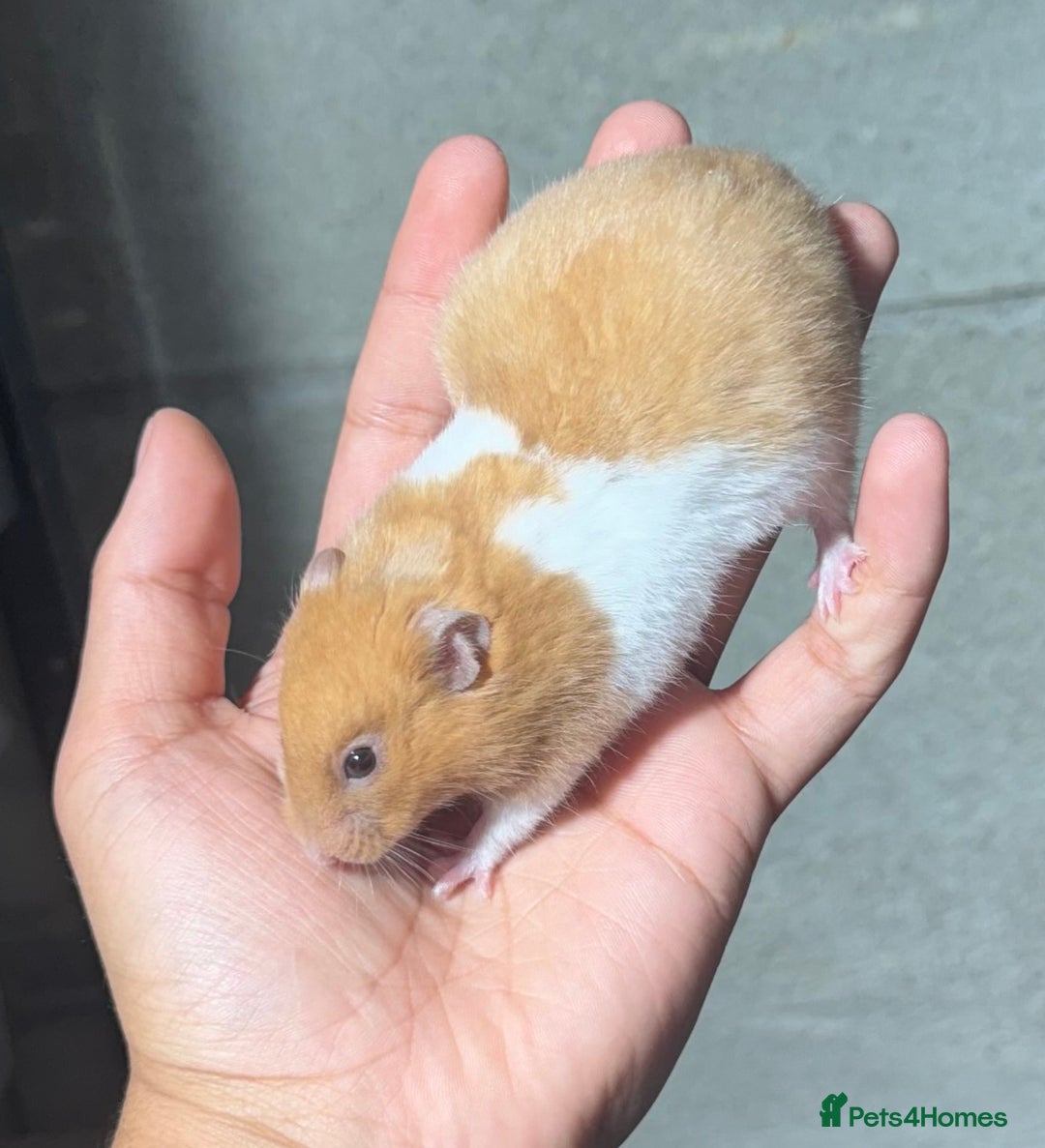 Hamster rodents for sale: STUNNING, TAME, PEDIGREE BABY SYRIAN HAMSTER - Image 13