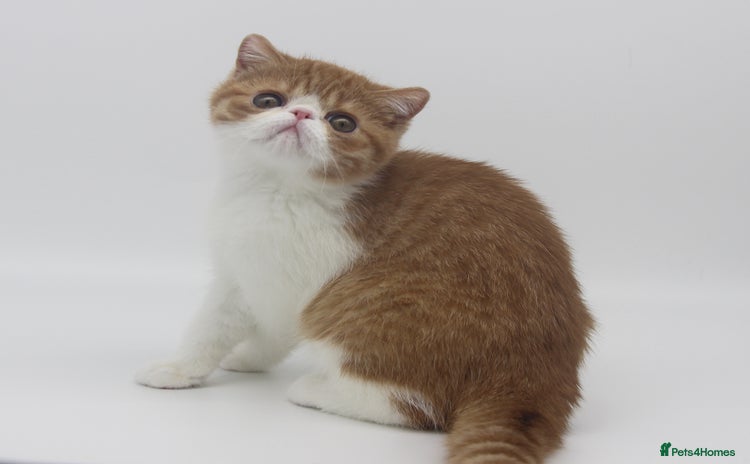 Exotic cats - Advert 1