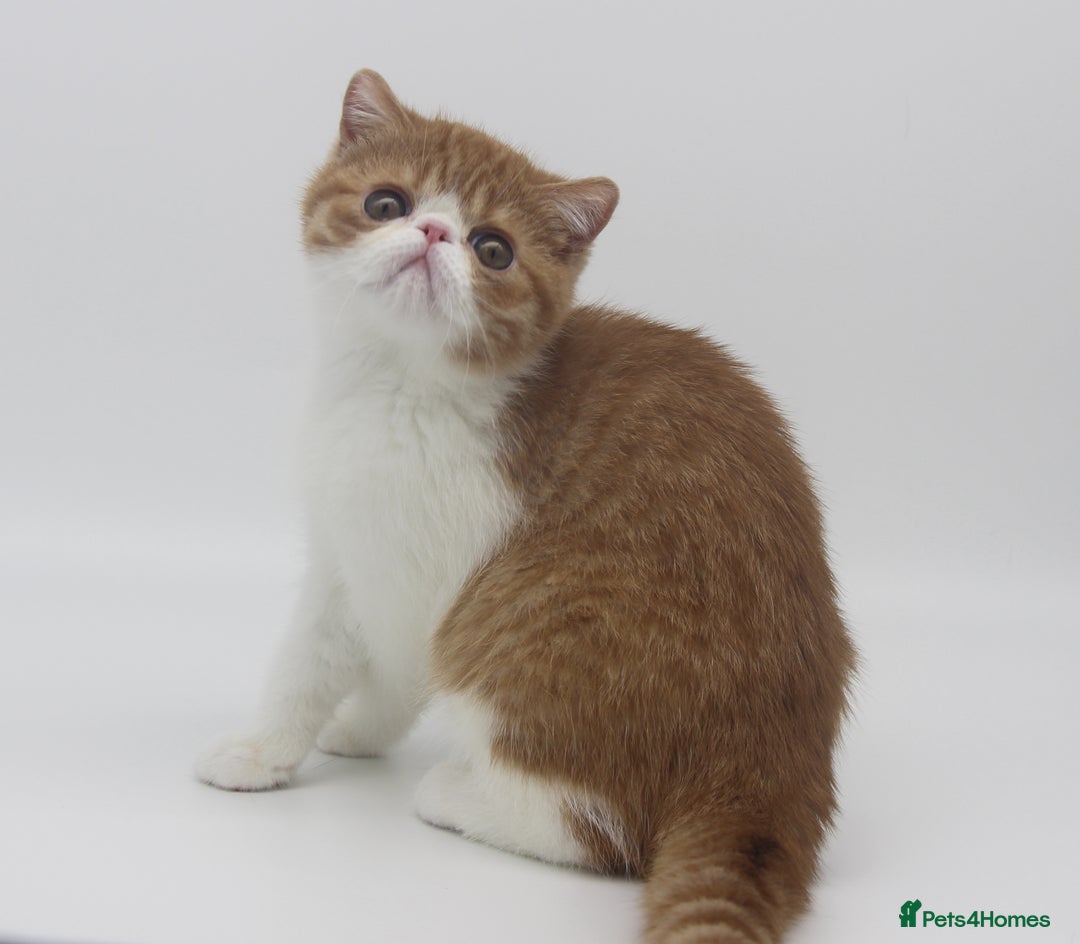 Exotic cats for sale: SHOW QUALITY EXOTIC BOY - Image 1