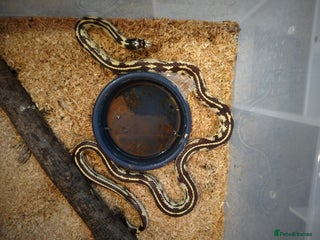 King Snake reptiles Californian King Snake - Advert 3