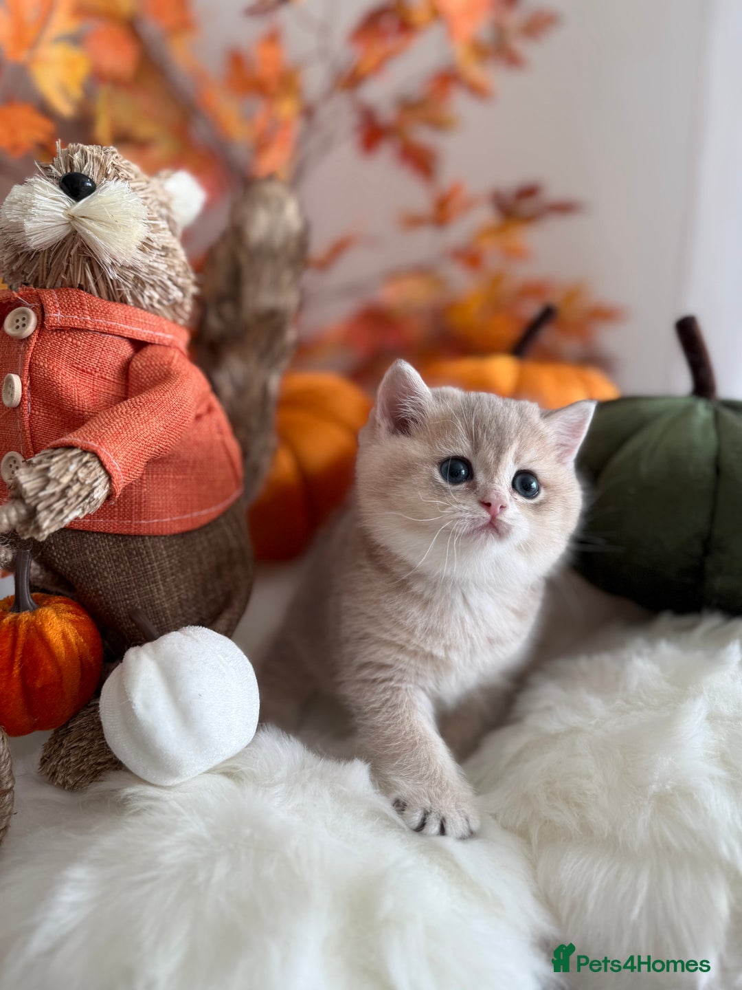 British Shorthair cats for sale: Blue Golden British Shorthair - Image 7