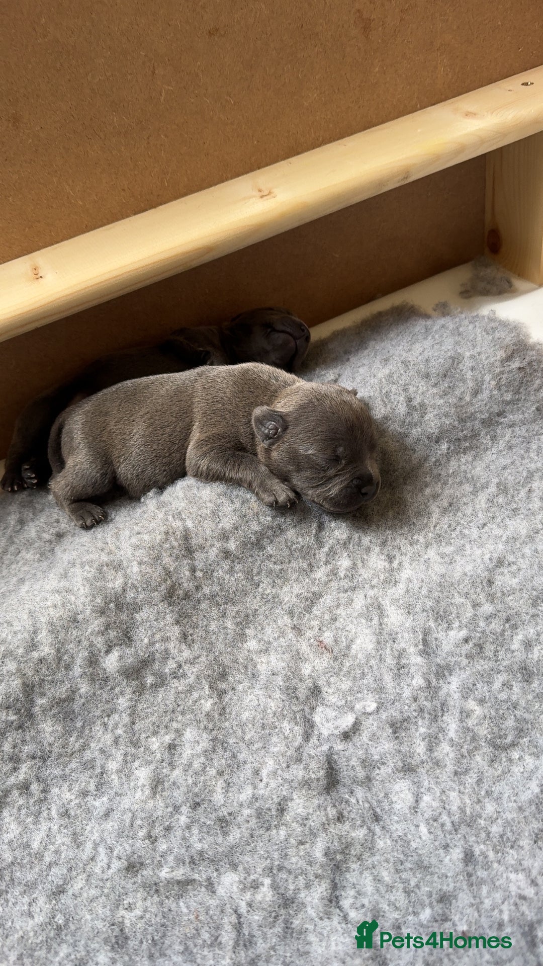 Staffordshire Bull Terrier dogs for sale: Beautiful kc blue staff pups by pharaon Bullscaff - Image 10