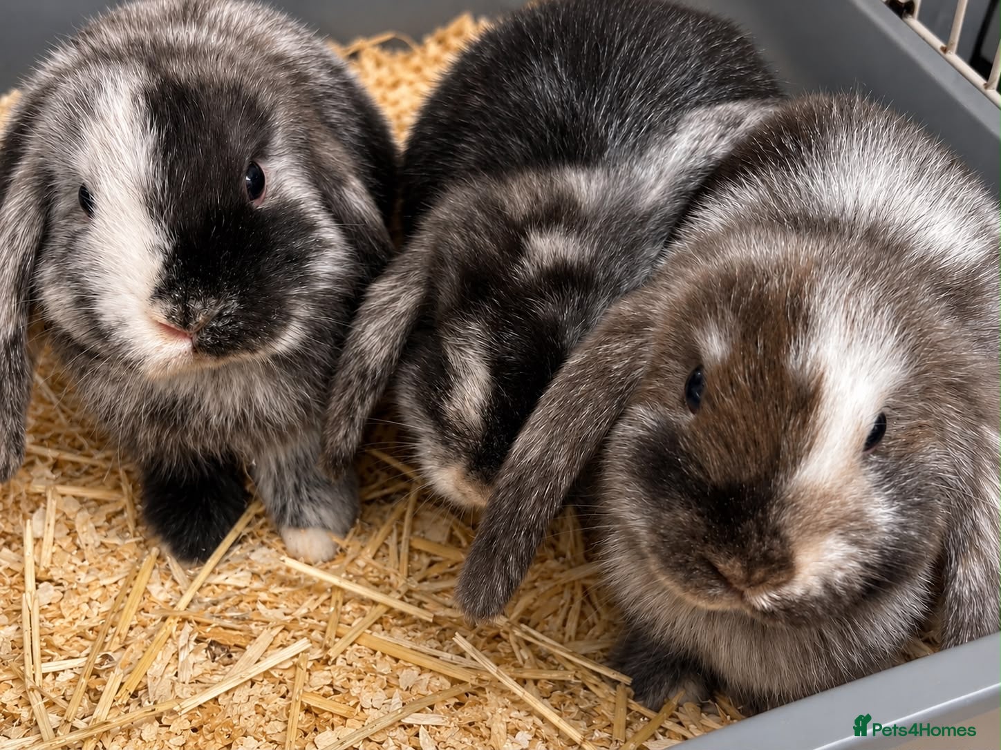 Mini Lop rabbits Beautiful 🤩 example of pure mini hand reared lops - Advert 2