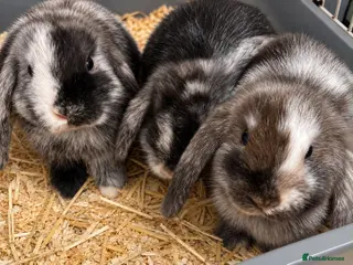 Mini Lop rabbits Beautiful 🤩 example of pure mini hand reared lops - Advert 1