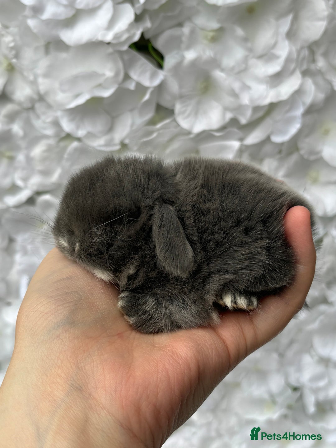Mini Lop rabbits for sale: Beautiful pure mini lops  - Image 4