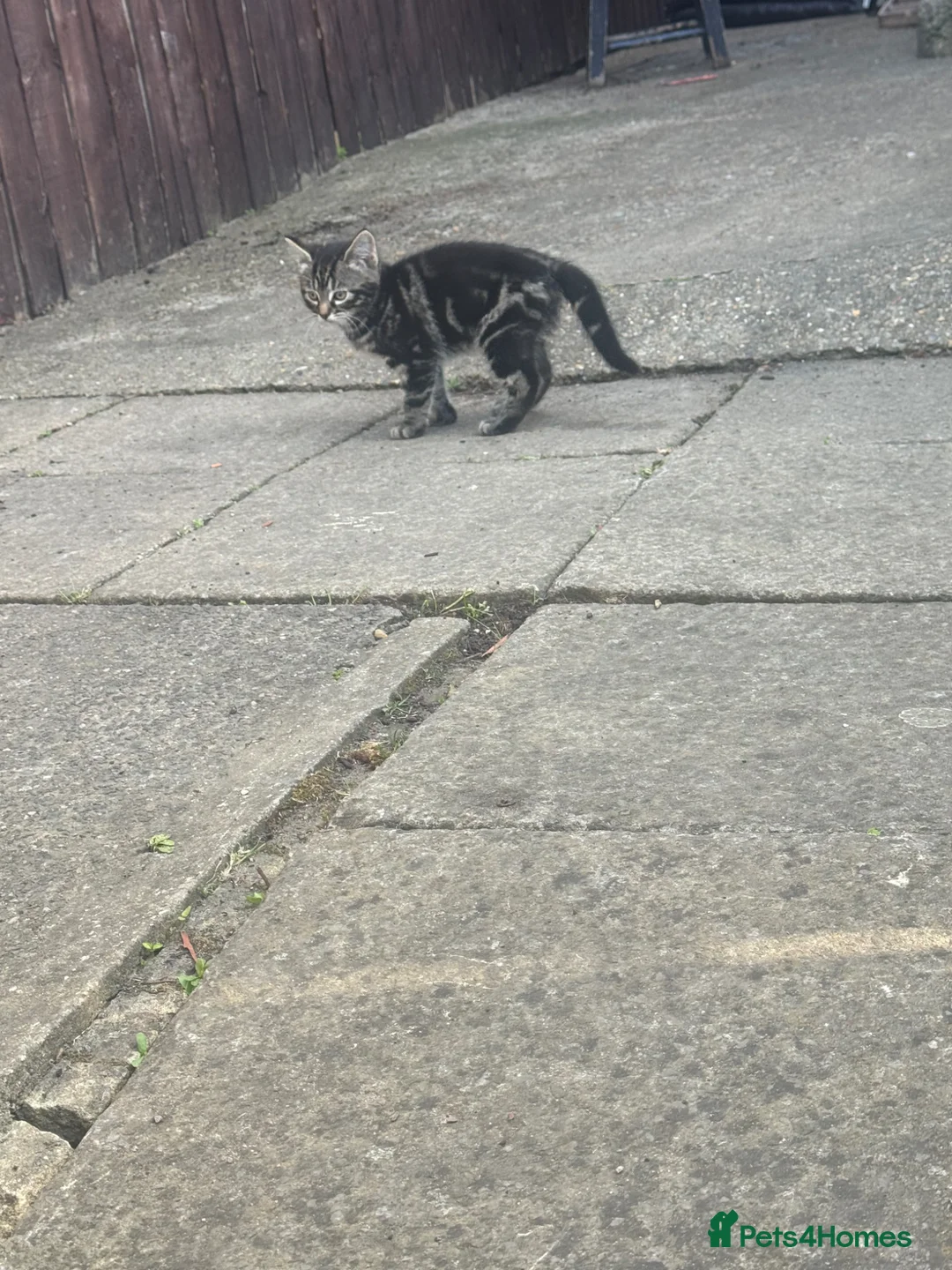 European cats for sale: Little Playful Kittens - Advert 2