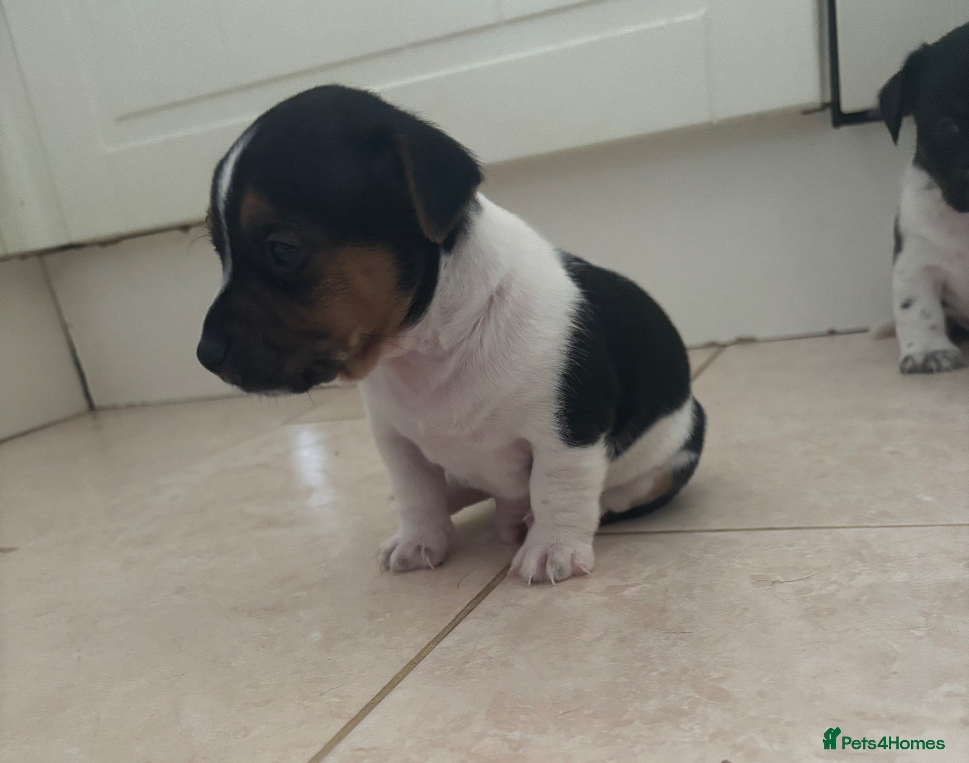 Jack Russell dogs Stunning litter of jackrussels  - Advert 2