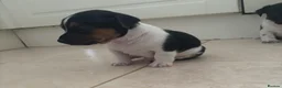 Jack Russell dogs for sale: Stunning litter of jackrussels  - Advert 21