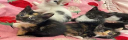 Mixed Breed cats for sale: 6 Adorable Kittens – 3 Boys & 3 Girls - Advert 7