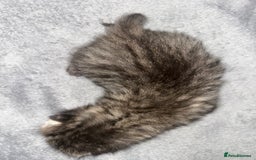 Siamese cats for sale: Lynx Point Siamese x bengal  - Image 8