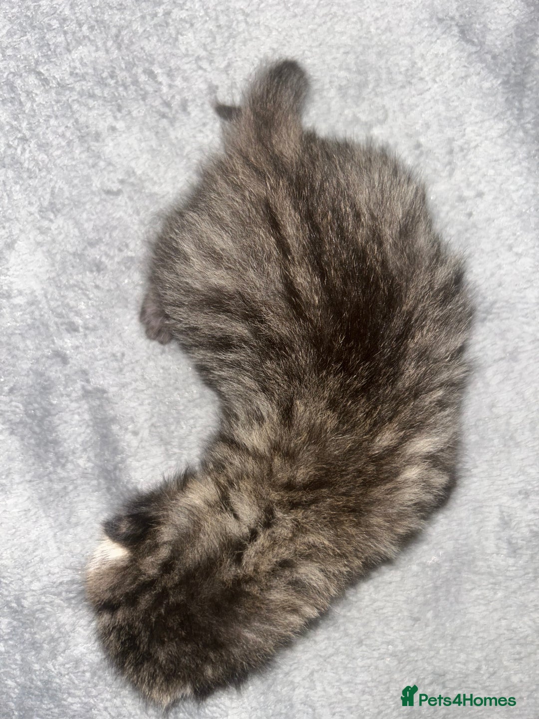 Siamese cats for sale: Lynx Point Siamese x bengal  - Image 8
