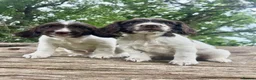English Springer Spaniel dogs for sale: READY TO LEAVE NOW!! 2 Springer Spaniel boy pups! - Advert 4