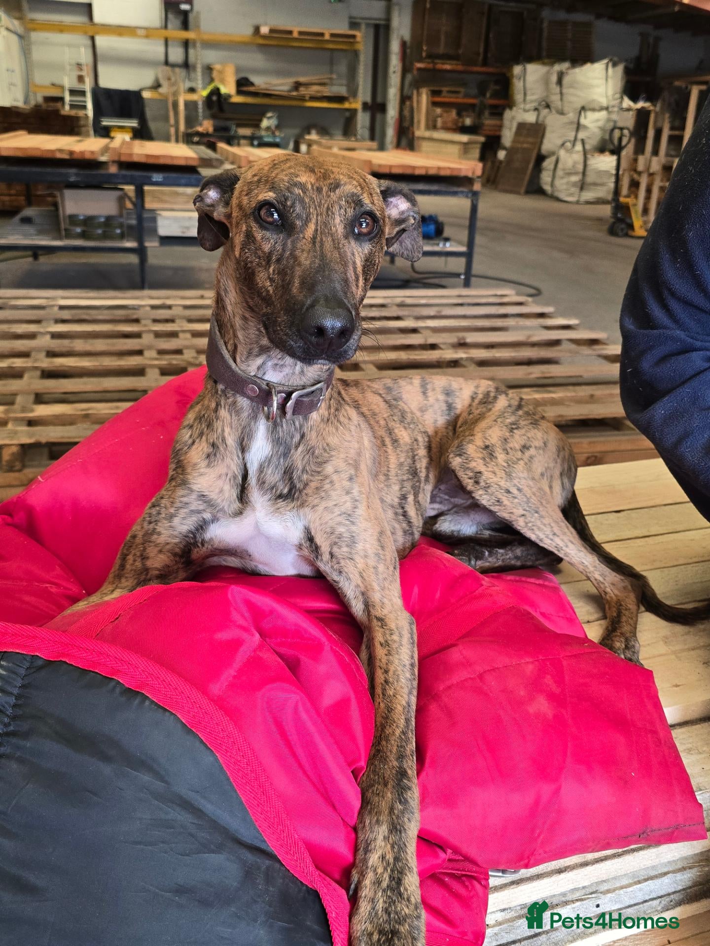 Lurcher dogs Beautiful 14 months old small male lurcher  - Advert 1