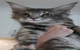 Maine Coon cats for sale: Full pedigree maine coon kittens for sale - Image 11