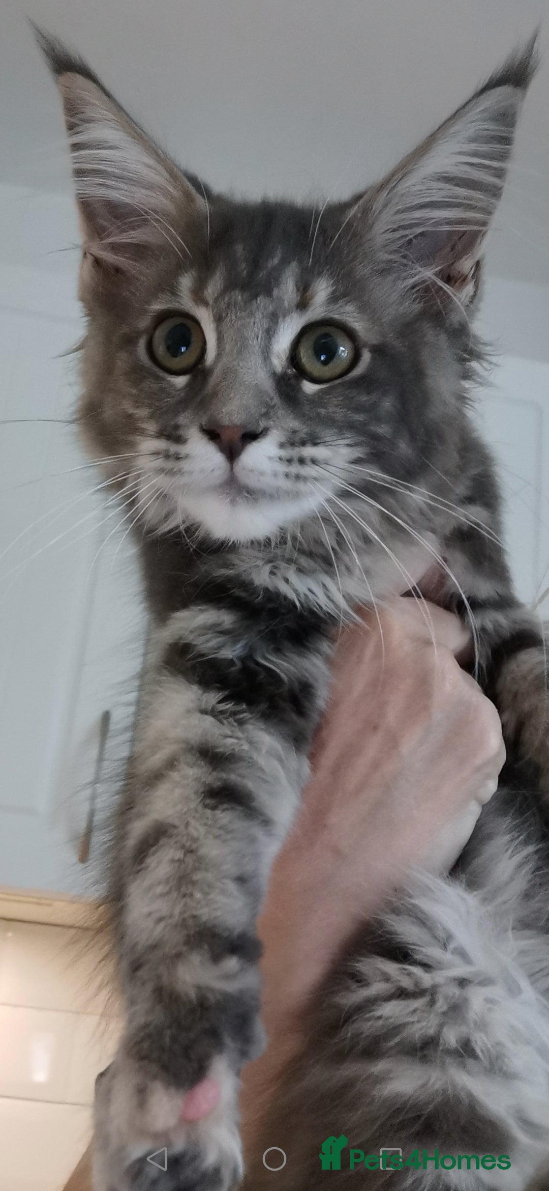 Maine Coon cats for sale: Full pedigree maine coon kittens for sale - Image 11