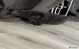 Mixed Breed cats for sale: 3 kittens - Image 4