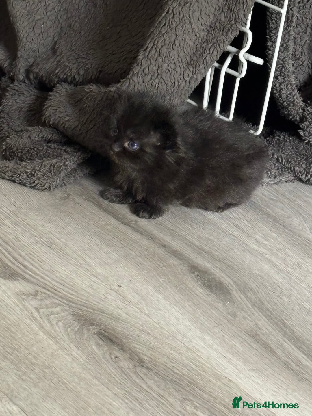 Mixed Breed cats for sale: 3 kittens - Image 4