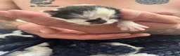 Mixed Breed cats for sale: Kittens for sale  - Advert 3