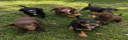 Cocker Spaniel dogs for sale: Cocker spaniel puppies in Cambridge - Advert 4