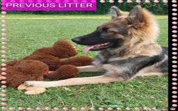 German Shepherd dogs for sale: 7  beautiful german shephered pups  - Image 29
