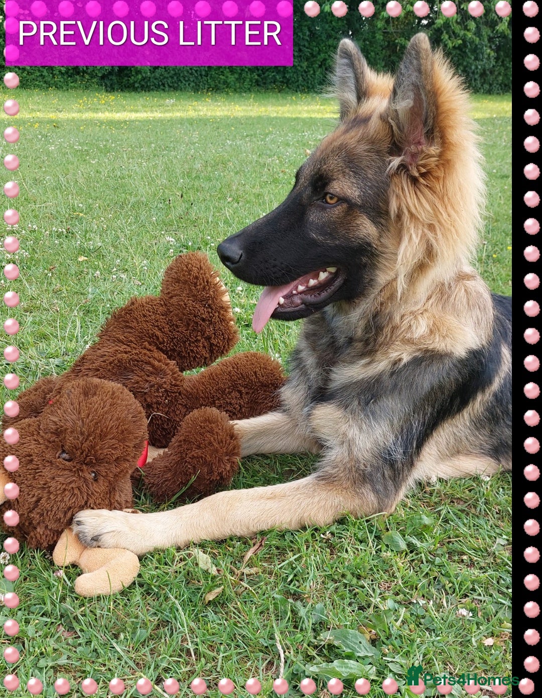 German Shepherd dogs for sale: 7  beautiful german shephered pups  - Image 29