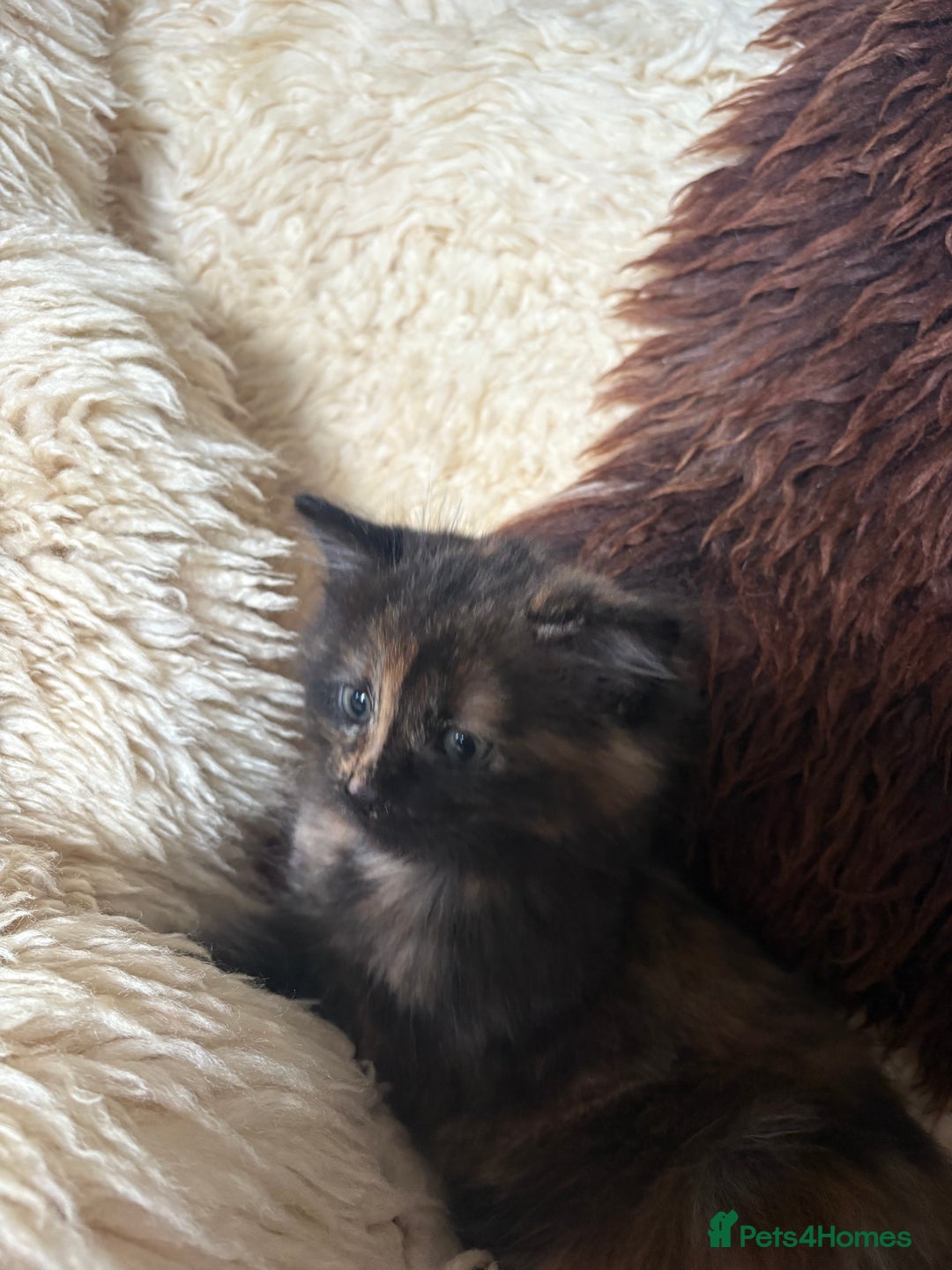 Ragdoll cats for sale: Adorable Female Ragdoll Tortoiseshell kitten - Advert 2