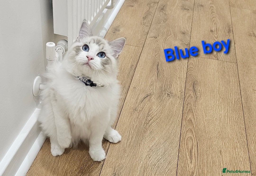 Ragdoll cats for sale: Pedegree Active Gccf 2 boys left  - Advert 16