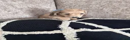 Miniature Dachshund dogs for sale: **One boy left**Cream miniature dachshunds - Advert 11