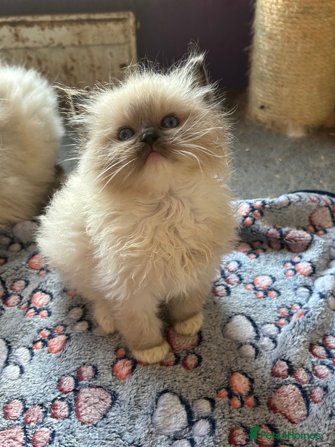 Ragdoll cats for sale: Pedigree Ragdoll babies - Advert 21